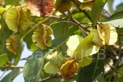 Terminalia crenulata